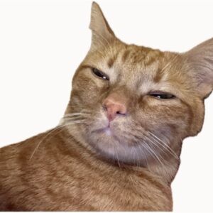 Meet your Posher, Gloria